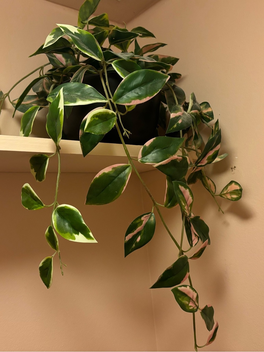Hilton Carter for Target Faux Hoya Carnosa Hanging Plant in Ceramic Pot